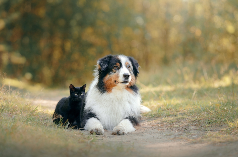 Berger australien à Tarbes