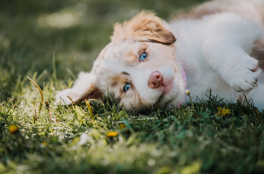 Clinique vétérinaire de Tarbes Clinique vétérinaire de Tarbes