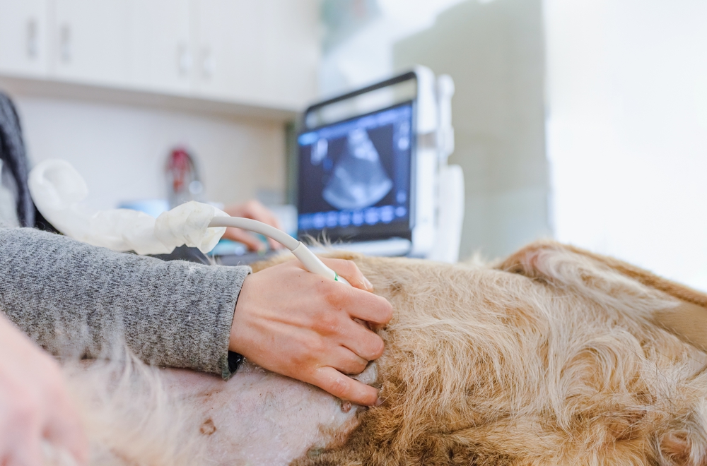 Echographie et radiographie des chiens et chats à Tarbes